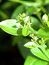 Rubia tinctorum, Krapp, F�rbepflanze, F�rberpflanze, Pflanzenfarben,  f�rben, Klostergarten Seligenstadt